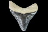 Serrated, Fossil Megalodon Tooth - Florida #110437-1